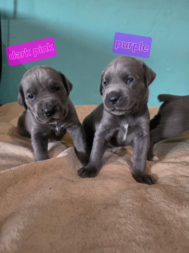 Cane Corso Puppies media 20
