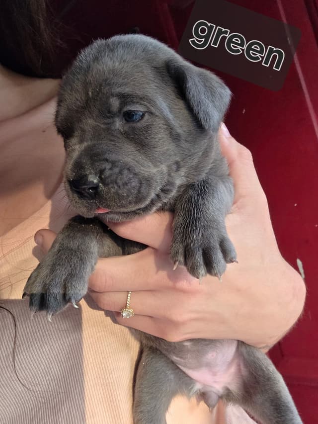 Cane Corso Puppies media 21