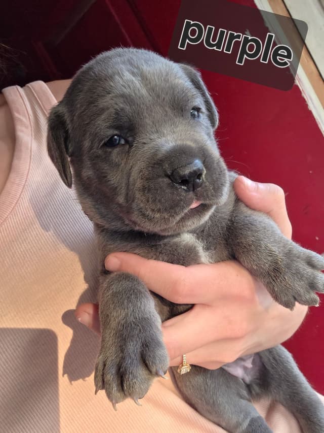 Cane Corso Puppies media 22