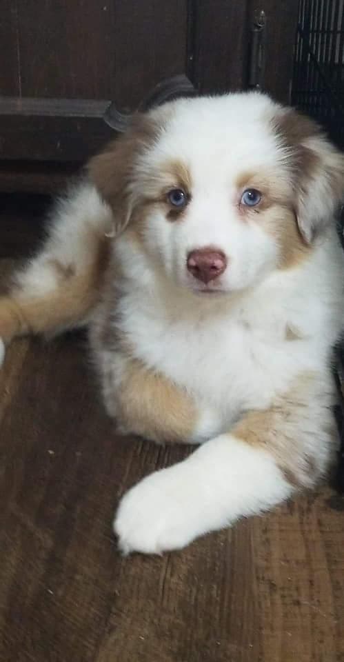 Miniature American Shepherd Puppies breeder image 1