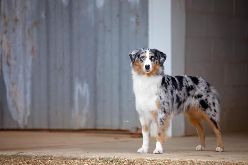Miniature American Shepherd Puppies breeder image 2