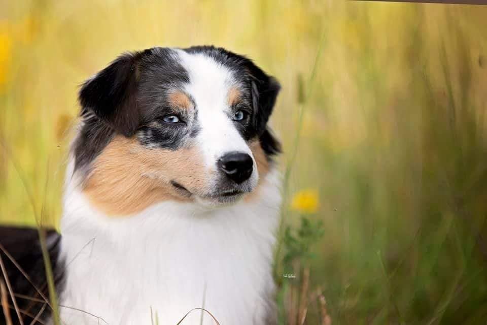 Miniature American Shepherd Puppies breeder image 4