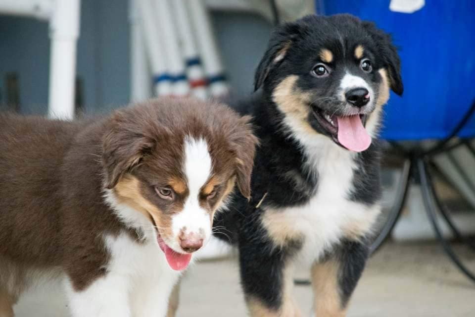 Miniature American Shepherd Puppies breeder image 11