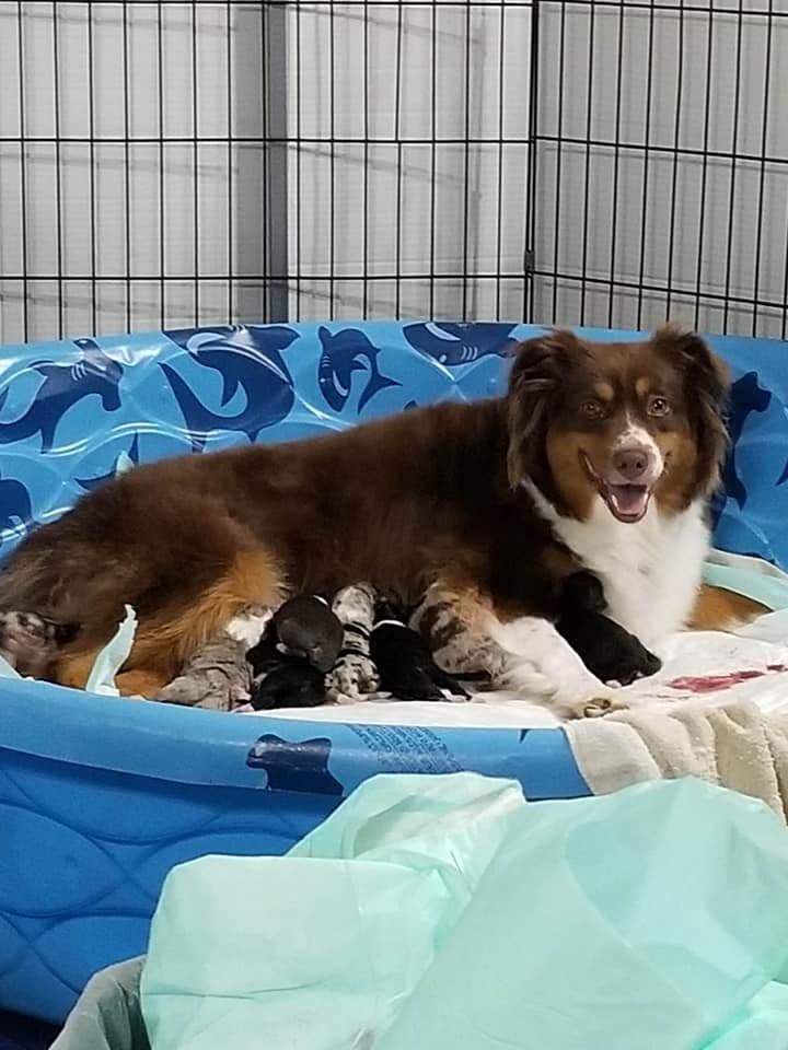 Miniature American Shepherd Puppies breeder image 10