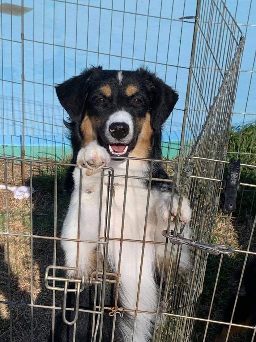 Miniature American Shepherd Puppies breeder image 16