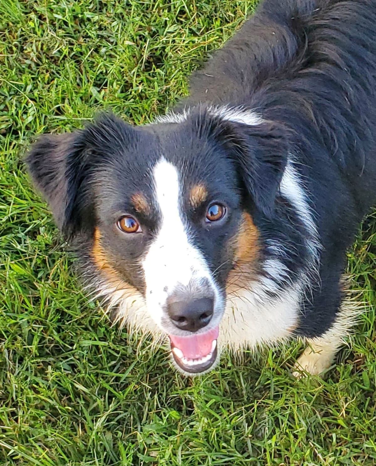 Miniature American Shepherd Puppies breeder image 17