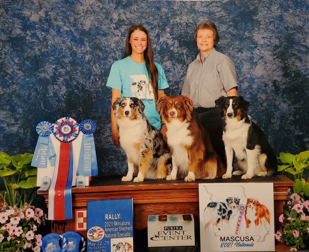 Miniature American Shepherd Puppies breeder image 18