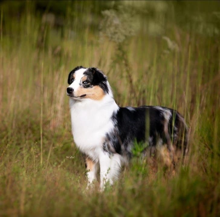 Miniature American Shepherd Puppies breeder image 21