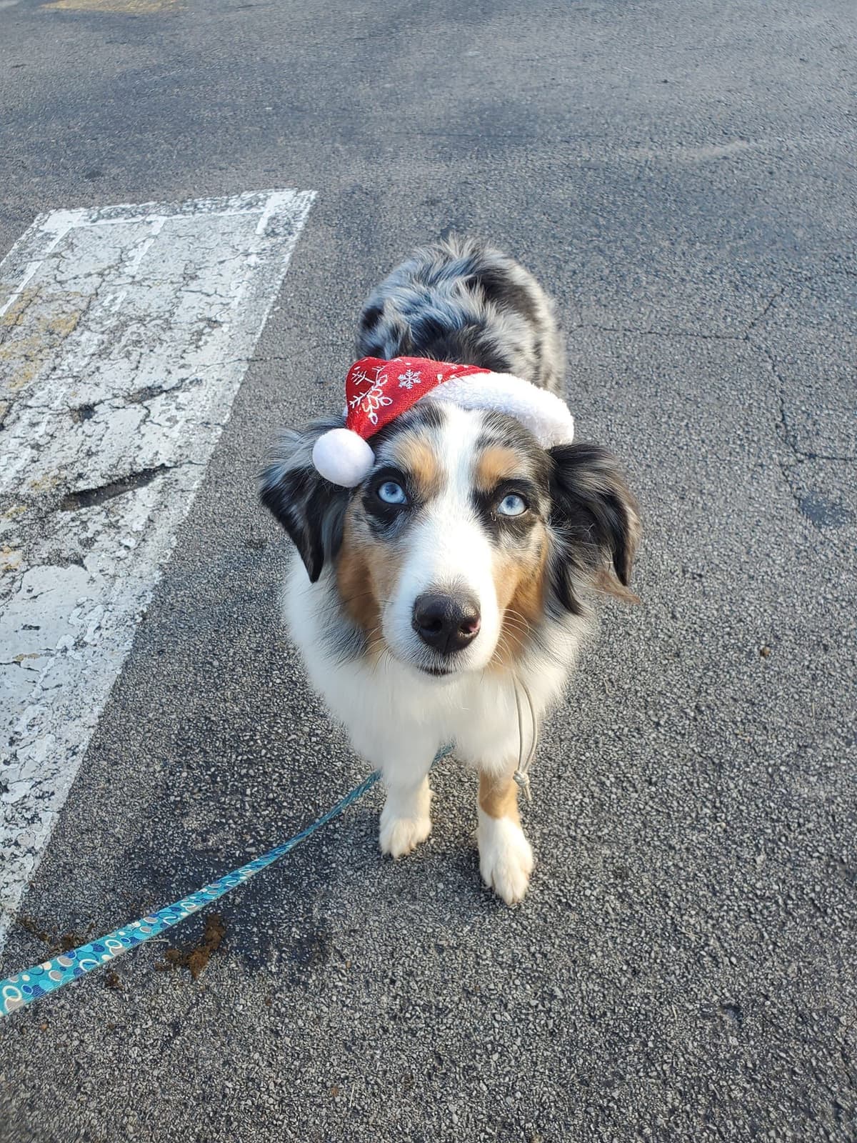Miniature American Shepherd Puppies breeder image 23