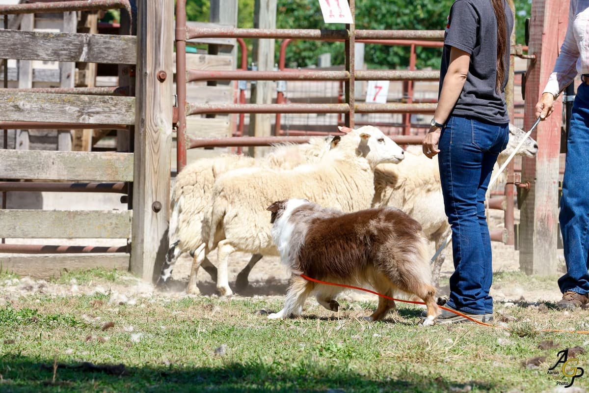 Miniature American Shepherd Puppies breeder image 26
