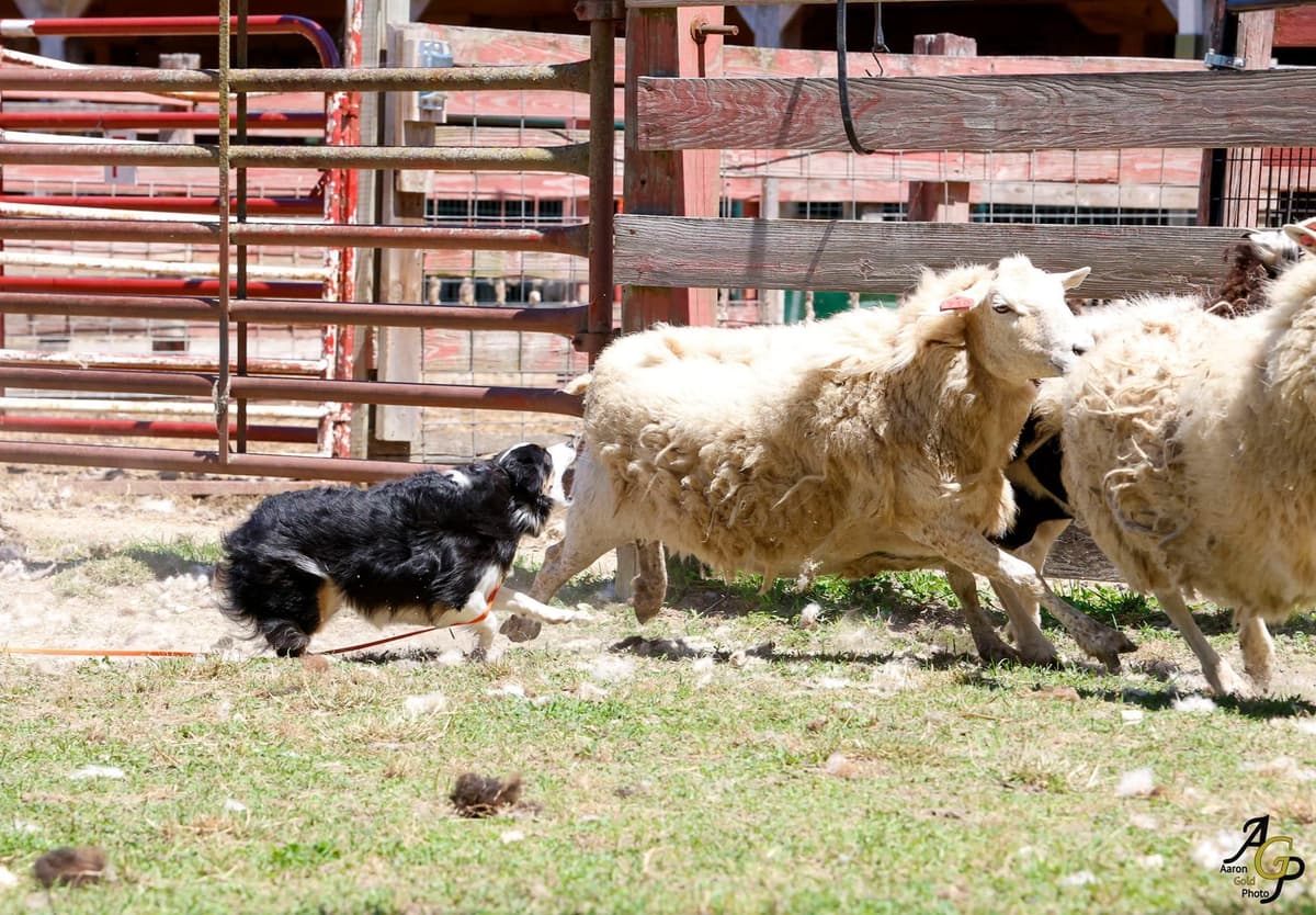 Miniature American Shepherd Puppies breeder image 28