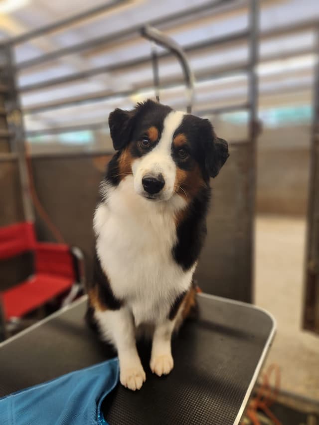 Miniature American Shepherd Puppies media 2