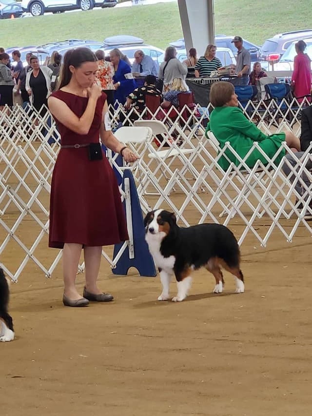 Miniature American Shepherd Puppies media 5