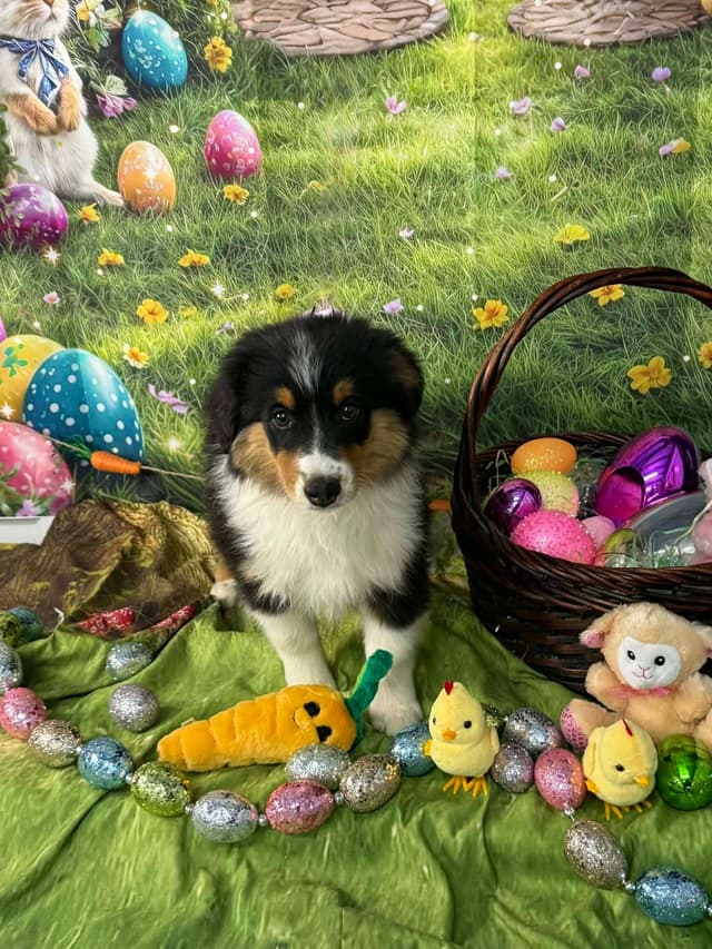 Miniature American Shepherd Puppies media 4