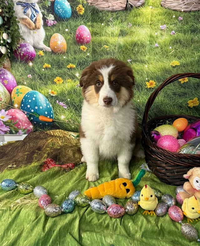 Miniature American Shepherd Puppies media 7