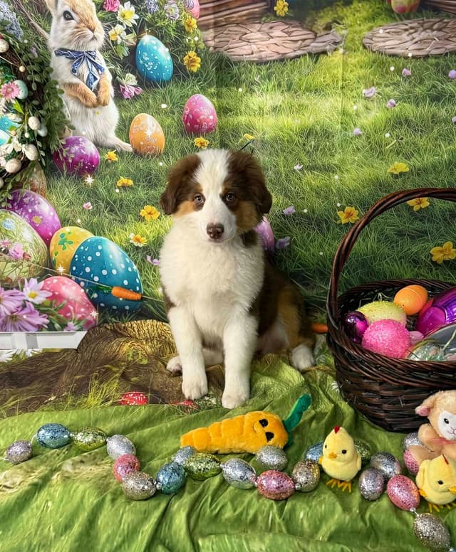 Miniature American Shepherd Puppies media 6