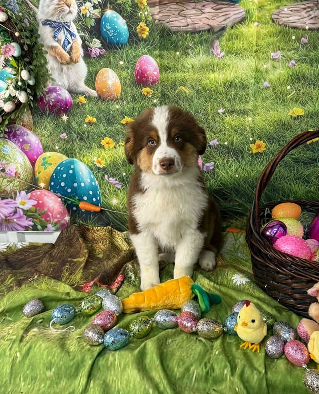 Miniature American Shepherd Puppies media 9