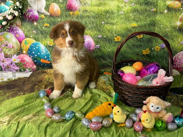 Miniature American Shepherd Puppies media 11