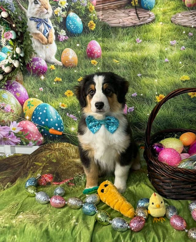 Miniature American Shepherd Puppies media 10