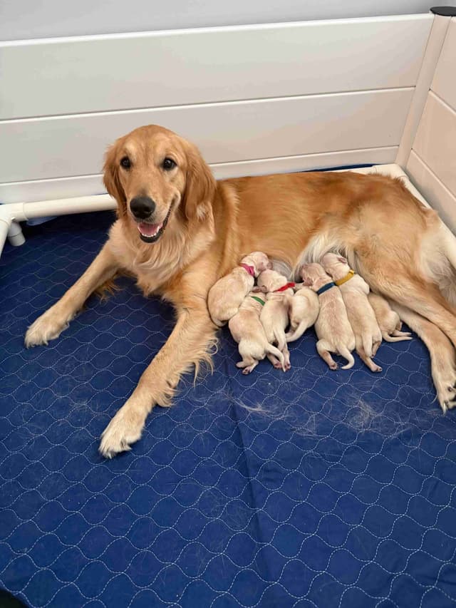 Golden Retriever Puppies media 2