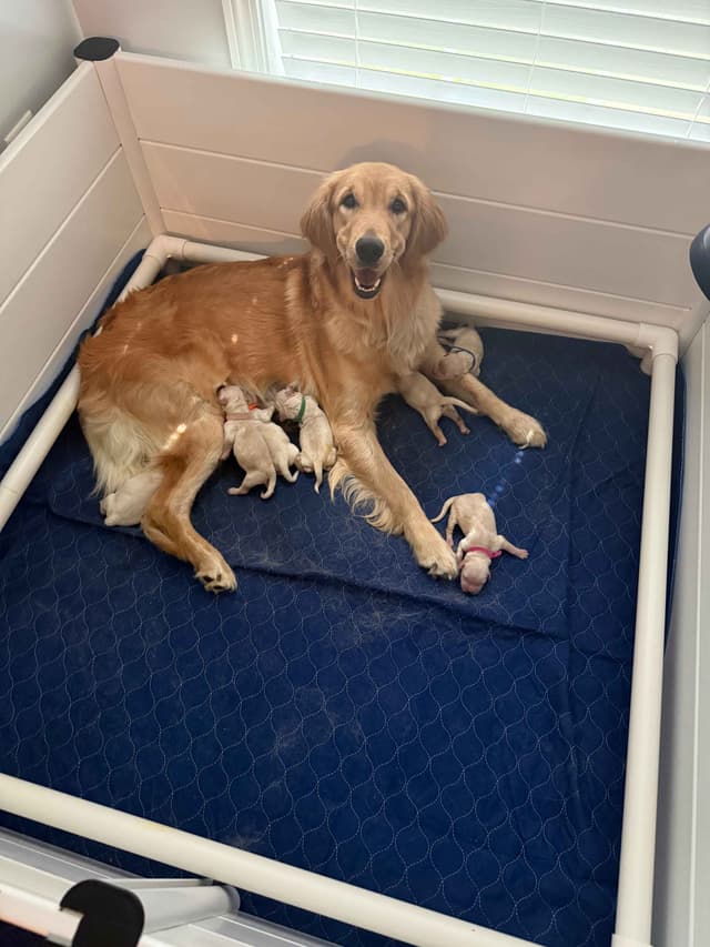 Golden Retriever Puppies media 3