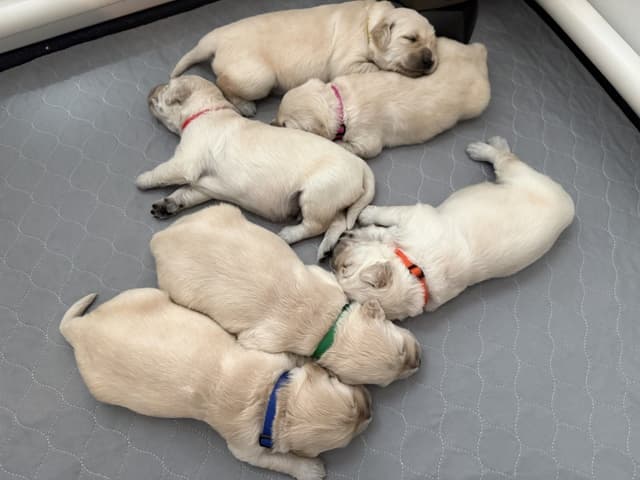 Golden Retriever Puppies media 4