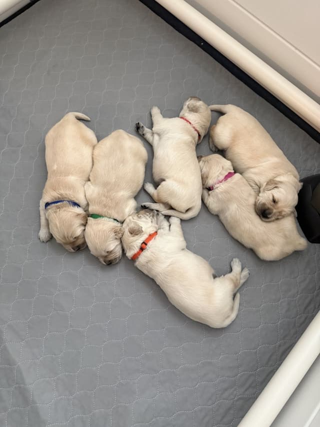 Golden Retriever Puppies media 5