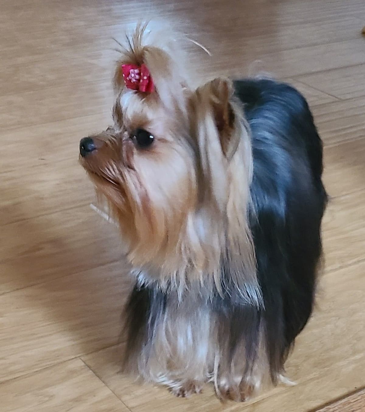 Mini Yorkshire Terrier Puppies breeder image 5