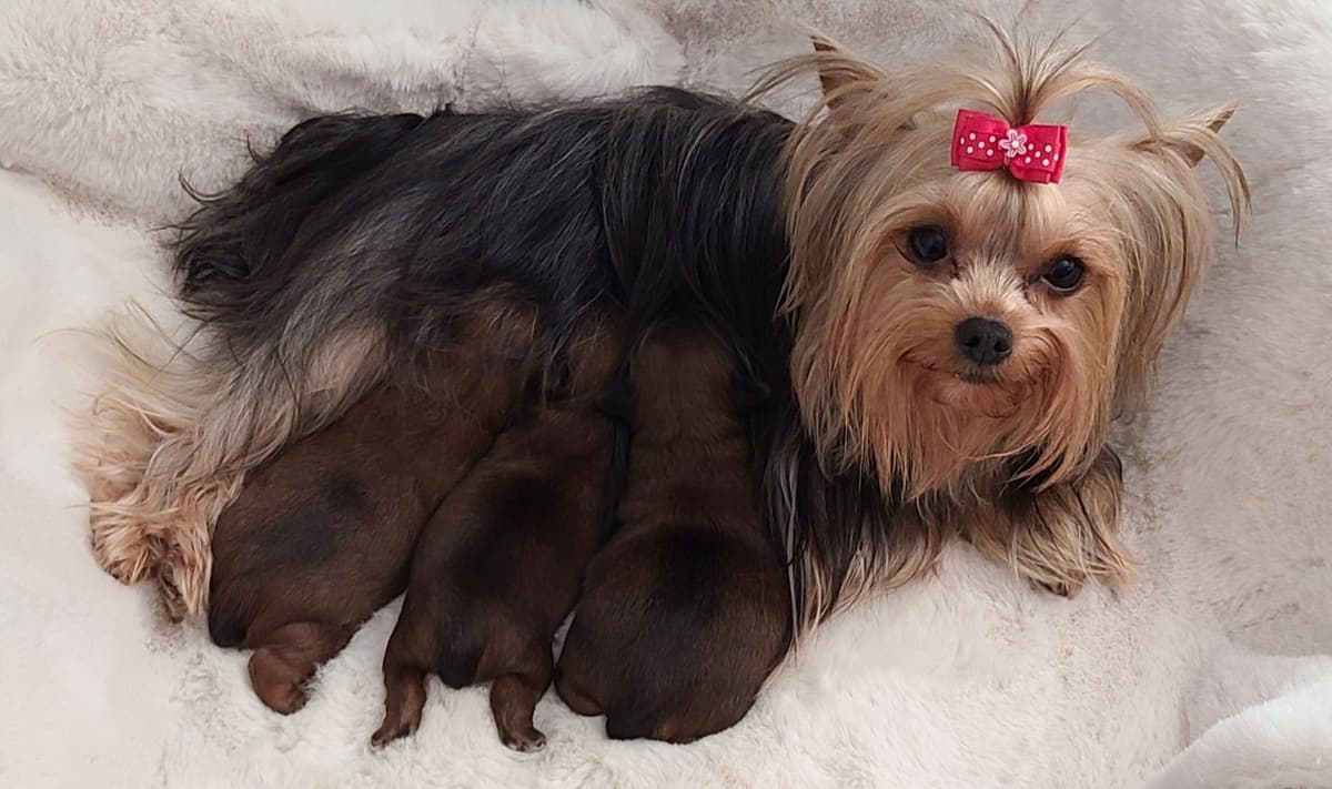 Mini Yorkshire Terrier Puppies breeder image 7