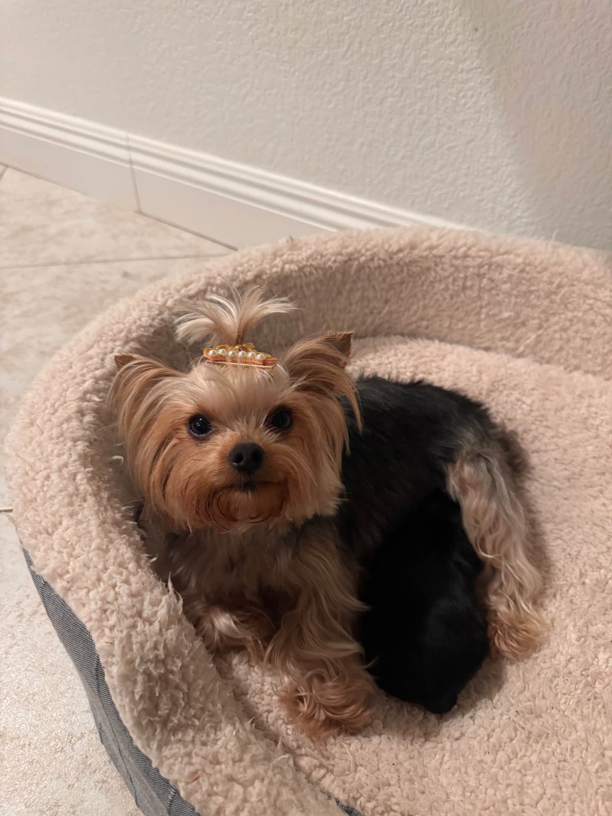 Mini Yorkshire Terrier Puppies breeder image 8