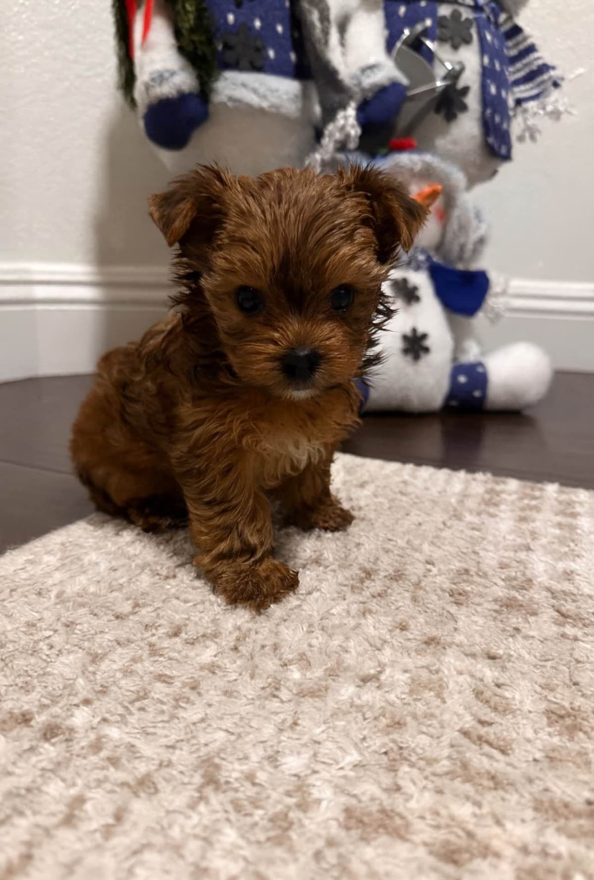 Mini Yorkshire Terrier Puppies breeder image 1