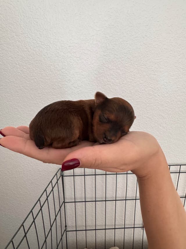 Yorkshire Terrier Puppies media 3