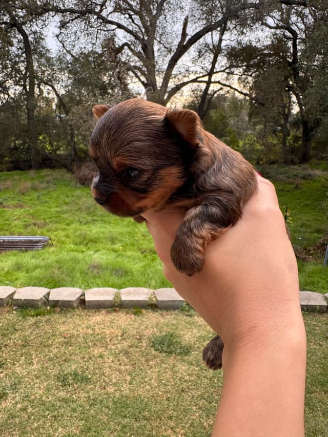 Yorkshire Terrier Puppies media 2
