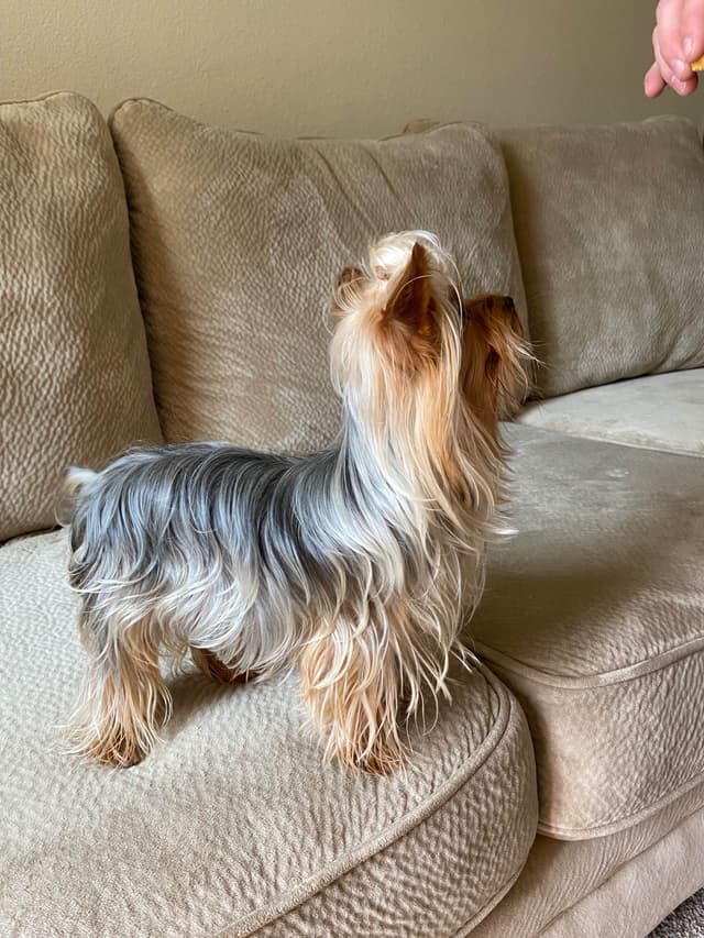 Yorkshire Terrier Puppies media 5