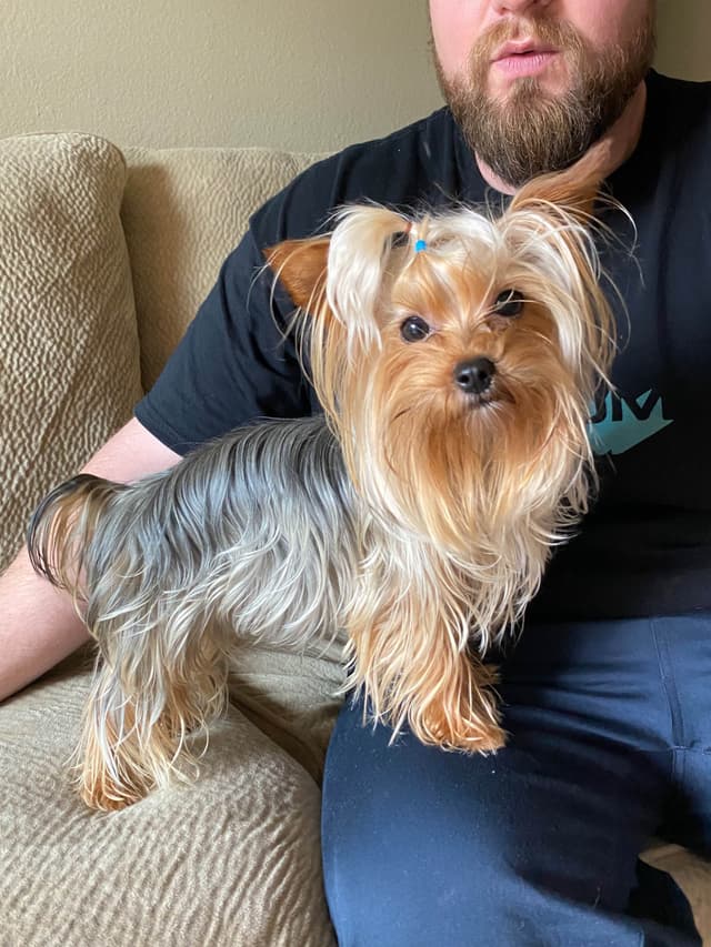 Yorkshire Terrier Puppies media 4