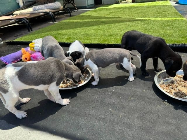 Whippet Puppies breeder image 2
