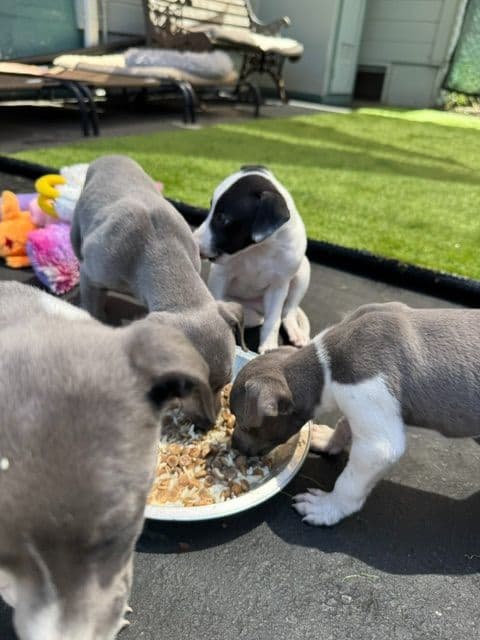 Whippet Puppies breeder image 3