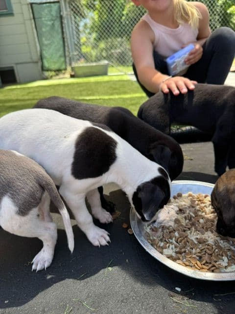 Whippet Puppies breeder image 7