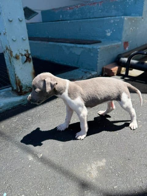 Whippet Puppies breeder image 8