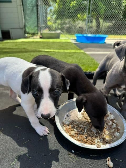 Whippet Puppies breeder image 10