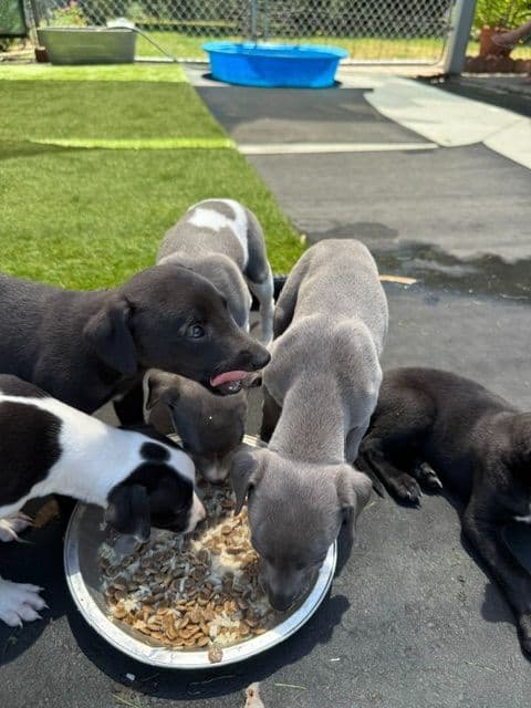 Whippet Puppies breeder image 12