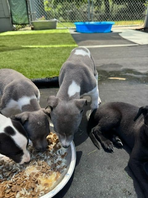 Whippet Puppies breeder image 13
