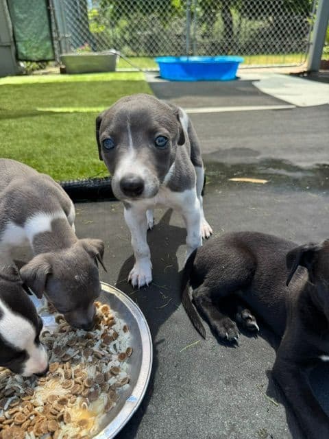 Whippet Puppies breeder image 14