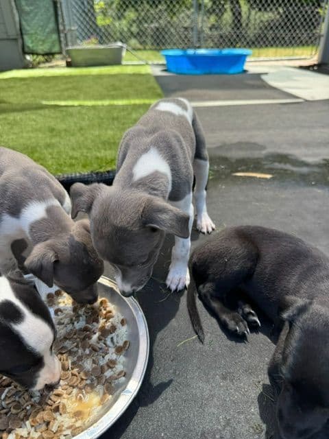 Whippet Puppies breeder image 15