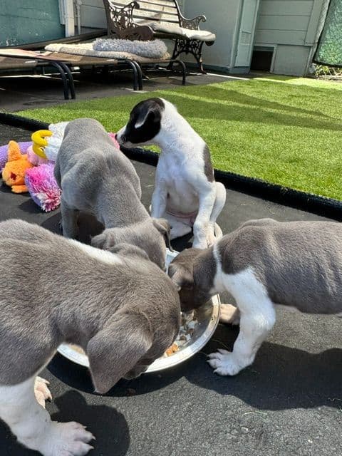 Whippet Puppies media 4