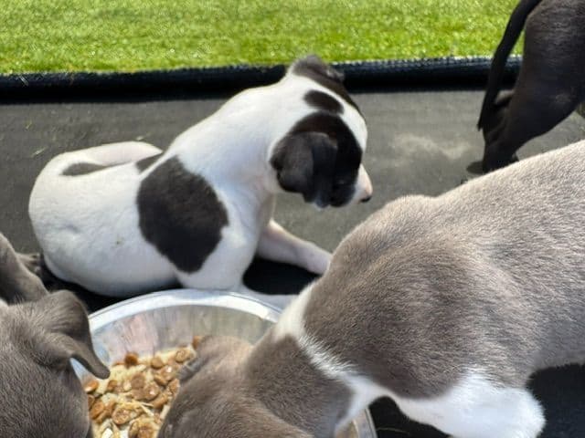 Whippet Puppies media 6