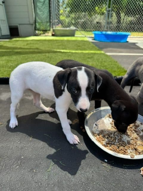 Whippet Puppies media 11