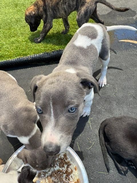 Whippet Puppies media 16