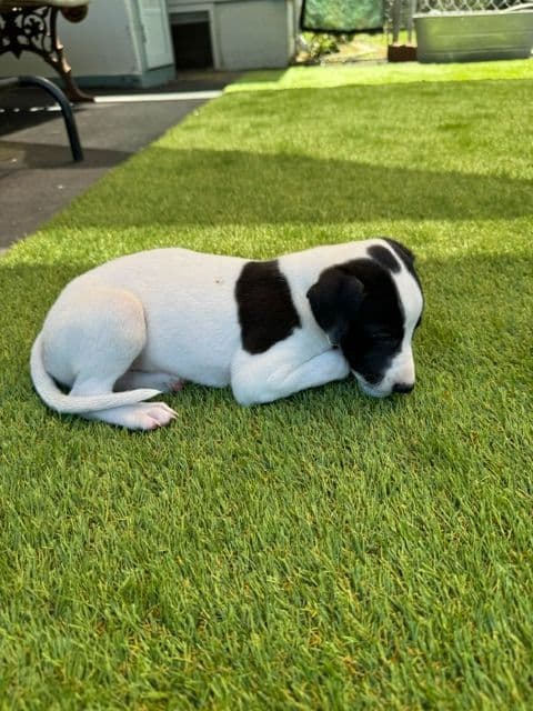 Whippet Puppies media 17