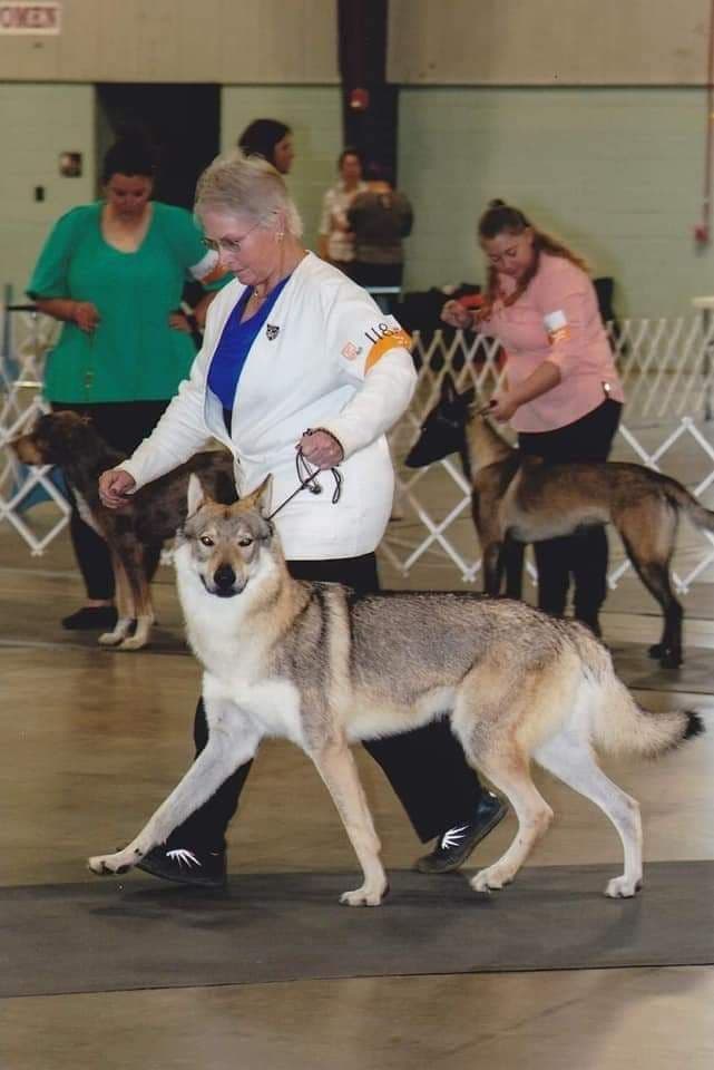 Older male Available breeder image 1